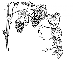 Grapevine Clipart Illustration Free Stock Photo Public Domain Vine Drawing Grape Drawing Art