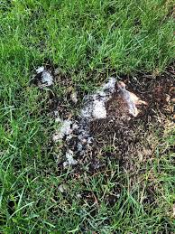 Summer fun can be undone when you notice brown spots in your lawn, and a few culprits may be the cause. White Fungus From Tree Stump On Lawn Redflagdeals Com Forums