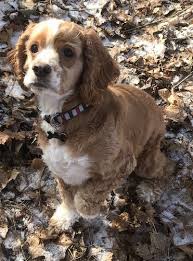 Looking for parti color cocker spaniel puppies for sale? American Cocker Spaniel Dog Breed Information And Pictures