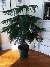 Free indoor house plant care guide for norfolk island pine, or araucaria heterophylla. Our New Norfolk Island Pine Just In Time For Christmas Houseplants
