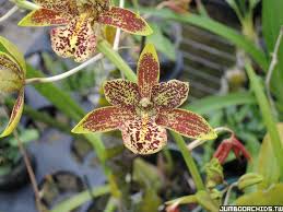 Image result for Graphorkis