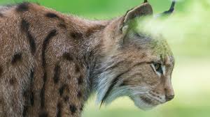 Steckbrief Luchs Wissen Swr Kindernetz