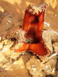 Image result for Hydnora