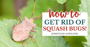 Here is to getting rid of squash bugs. How To Get Rid Of Squash Bugs Homestead Acres