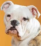 Learn About The American Bulldog Dog Breed From A Trusted ...