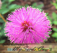 Image result for Mimosa pudica