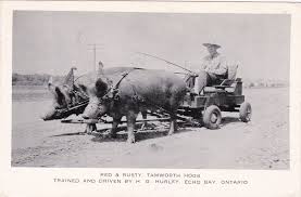 Pig Pulled Cart Wagon Tamworth Hogs Echo Bay Ontario 20 40s Pull Cart Wagon Tamworth