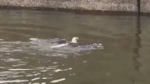 Image result for rev 12 Hollywood Great Eagle rescue