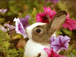 Obsession Cute Baby Animals Cute Baby Bunnies Cute Animals