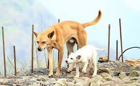 It's a little lovely name that will suit most female puppies. Handpicked Best Indian Dog Names Backed With Full Meanings Petmoo
