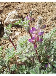 Image result for Aster chimanimaniensis
