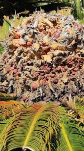 Image result for Cycas revoluta