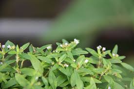 Image result for Oldenlandia affinis