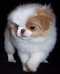 Pin When Does A Redwhite Chin Puppy Spots Show Up Japanese On Pinterest Japanese Chin Dog Japanese Chin Puppies Japanese Chin