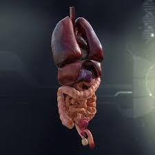 Male and female internal organs, humans physiology chart. 3d Model Male Internal Organs Buy Now 96460607 Pond5