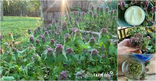 We did not find results for: 9 Things To Make With Purple Dead Nettle