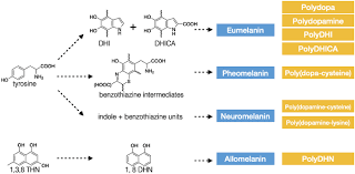 What is the list of organelles that take part in protein synthesis? Bioinspired Melanin Based Optically Active Materials Xiao 2020 Advanced Optical Materials Wiley Online Library