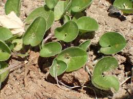 Image result for Dichondra micrantha