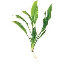Aponogeton Crispus The genus aponogeton is distributed widely through tropical asia as far east as india and as far north as south korea. aponogeton crispus