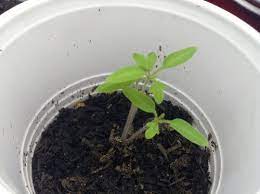 Deciding when to transplant tomato seedlings is easy. When To Fertilize Tomato Seedlings