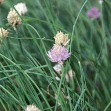 Image result for Alliaceae