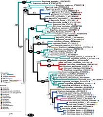 Image result for Strychnos matopensis