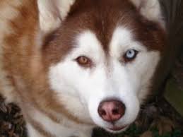 We rescue siberian huskies and husky mixes in southern california. So You Want A Husky Husky Rescue Kzn