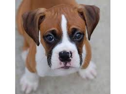 These deal offers are from many sources, selected by our smart and comprehensive system on coupon code. Adorable Boxer Puppy For A Good Home Abu Dhabi Dubai Classifieds