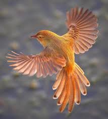 Bird With Wings Spread Images Pin On Mile Obrazky
