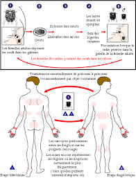 Image result for Sarcoptes scabiei life cycle