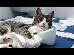 Funny Cat Fails Compilation 2019 Pet Ninja Youtube Funny Cat Fails Cat Fails Funny Cats