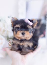 Consider investing in a teacup yorkshire terrier if you want a pet that is sure to make a valuable addition to your life. Teacup Yorkie Puppies Teacup Puppies Boutique