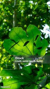 Image result for Firmiana