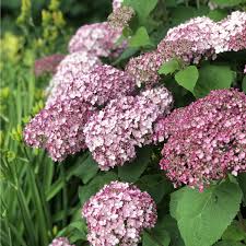 We did not find results for: Hydrangea Incrediball Blush Buy Hydrangea Smooth Shrubs Online