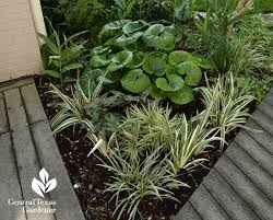 The honeyplants and times of central texas. Palms Shade Design Spring Wow Central Texas Gardener Shade Plants Flower Garden Grasses Landscaping