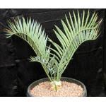 Image result for Aeollanthus rehmannii