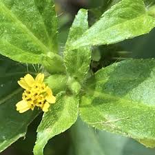 Image result for Synedrella