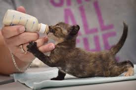 That said, kittens should be fed very small quantities, often. Volunteers Get Emergency Training On How To Bottle Feed Kittens As Feral Population Soars At Orange County Animal Shelter Orange County Register