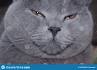 British Shorthair - Wikipedia