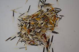 Drinking marigold tea or eating marigold flowers or leaves improves digestion by. Marigold Seeds Oh Apricity