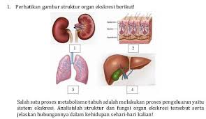 Check spelling or type a new query. Salah Satu Proses Metabolisme Tubuh Adalah Melakukan Proses Pengeluaran Yaitu Sistem Ekskresi Brainly Co Id