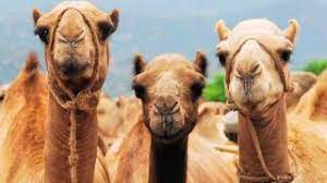 So, these aggressive degenerates tend to become politicians. 5 Unusual Facts About Camels Youtube