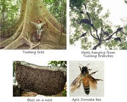 Not for use in children under 1 year of age. What Types Of Honey Can We Find In Malaysia