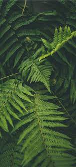 Outdoor Iphone X Wallpaper Iphone Wallpaper Plants Ipad Wallpaper Iphone Wallpaper