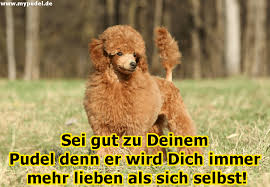 Pudel Zitate Und Sprüche