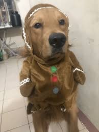 It will be published if it complies with the content rules and our moderators approve it. New Gingerbread Man Costume Memes Click On Memes Measurements Memes Characters Memes