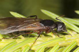 Media and minor ants do most of the food gathering and colony construction. Identifying A Flying Carpenter Ant In Your Home Modern Pest Services