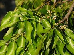 Image result for Khaya anthotheca