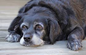 Seizures are a classic sign of forebrain disease and in fact, new onset of seizures is the most common presenting sign of animals with tumors of the. Brain Tumors In Dogs