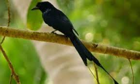 Mitos Burung Srigunting - Ruang Suhu Kicau - Quora